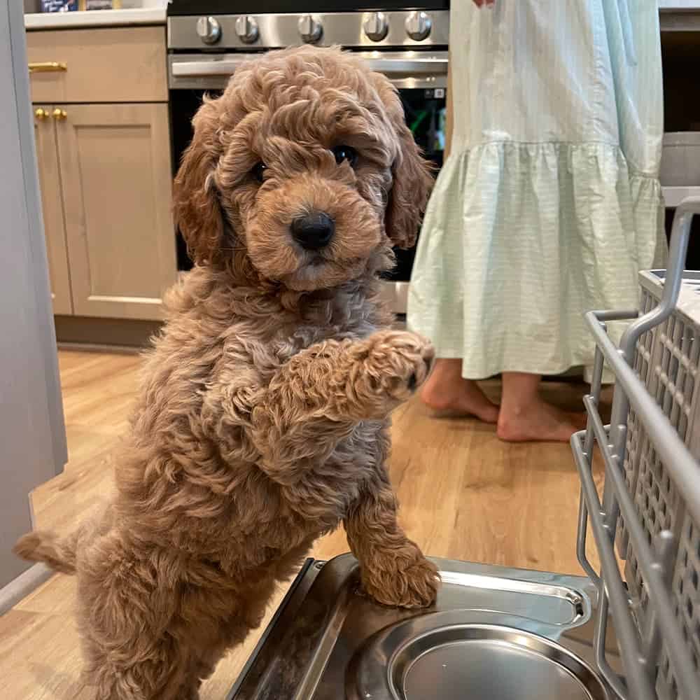 Sophia's dog standing in front of dishwasher in 2023.