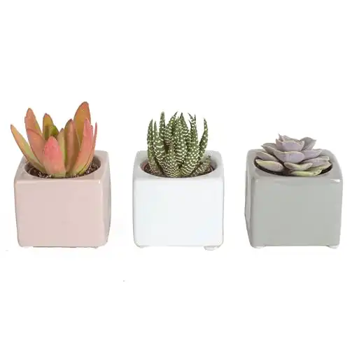 Costa Farms Mini Succulents (3-Pack), Assorted Live Indoor Succulent Plants in Cute Decor Planters, Grower's Choice Easy Care Houseplants, Tabletop, Office, Desk, or Room Decor, 2-Inches Tall