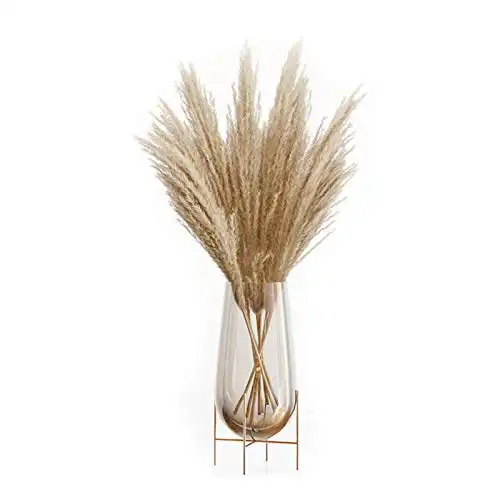 OMME Dried Pampas Grass Phragmites Large Natural (Tan, 17)