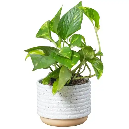 Costa Farms Live Pothos Plant, Easy Care Vining Live Indoor Houseplant, Air Purifying Trailing Plant Potted in Premium Decor Pot, Potting Soil, Gift for Office and Home Decor, 8-Inches Tall