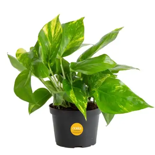 Costa Farms Golden Pothos Live Plant, Easy Care Indoor House Plant in Grower's Pot, Potting Soil, Great for Outdoor Hanging Planter or Basket, Housewarming Gift, Desk Decor, Room Decor, 10-Inches...