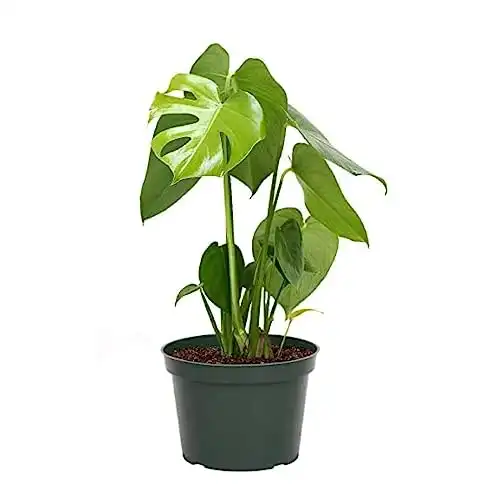American Plant Exchange Monstera Deliciosa - Large Split Leaves, Air-Purifying, Tropical Elegance for Home and Office Decor