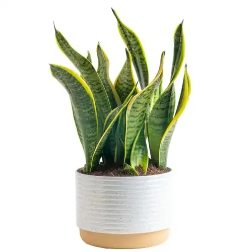 Costa Farms Snake, Sansevieria White-Natural Decor Planter Live Indoor Plant, 12-Inch Tall, Grower's Choice, Green, Yellow