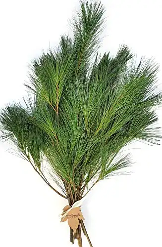 Tin Roof Treasure Premium Fresh Cut Pine Boughs - 12" to 22" Length - Versatile for Decor & Crafts - Pack of 12