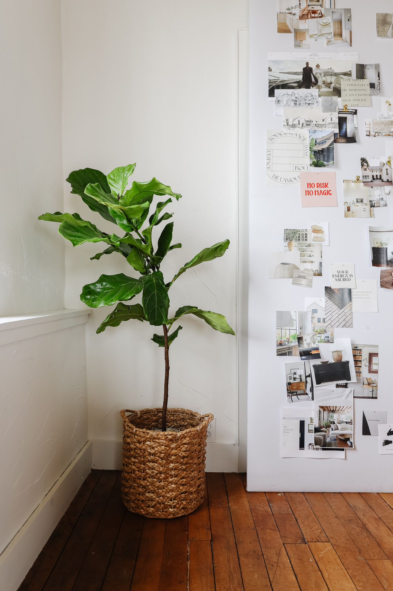how to revive a fiddle leaf fig