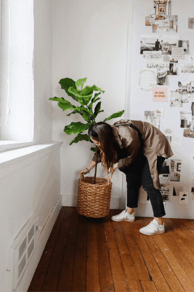 How to Save a Dying Fiddle Leaf Fig Tree
